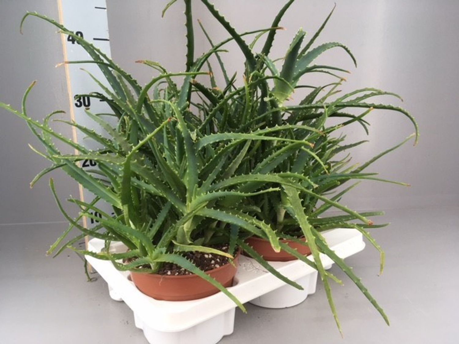 Aloe Arborescens — Plant Wholesale Floraccess 5651