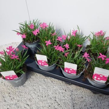 Rhodohypoxis baurii 'Shining Stars'