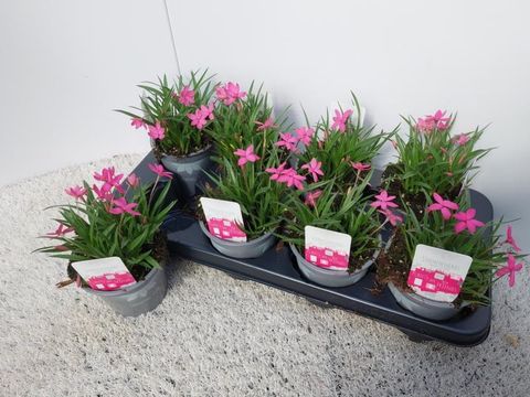 Rhodohypoxis baurii 'Shining Stars'