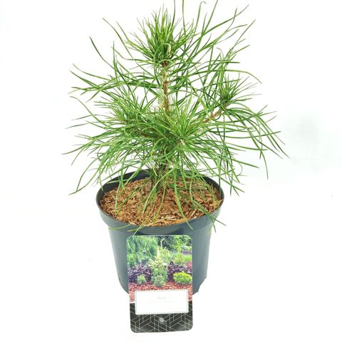 Pinus sylvestris 'Xawery'