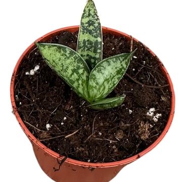 Sansevieria 'Zebra'