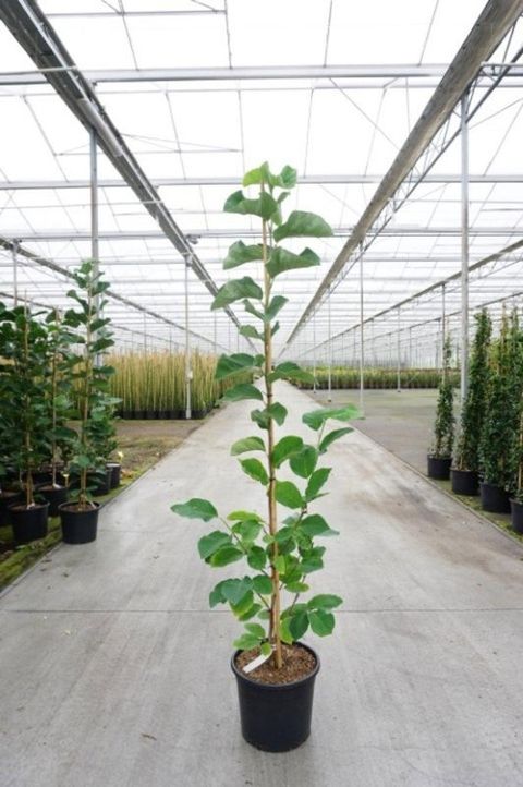 Magnolia 'Daphne'