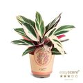 Stromanthe sanguinea 'Triostar'