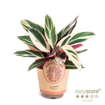 Stromanthe sanguinea 'Triostar'