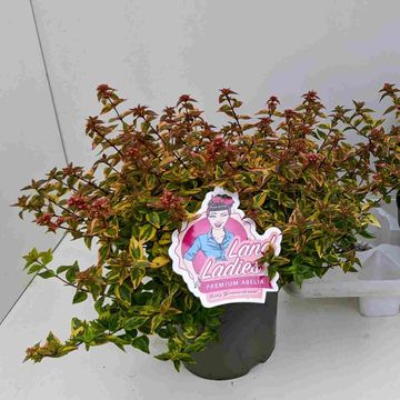 Abelia x grandiflora LADY SUMMERDREAM
