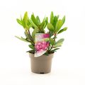 Rhododendron 'Blurettia' (Y)