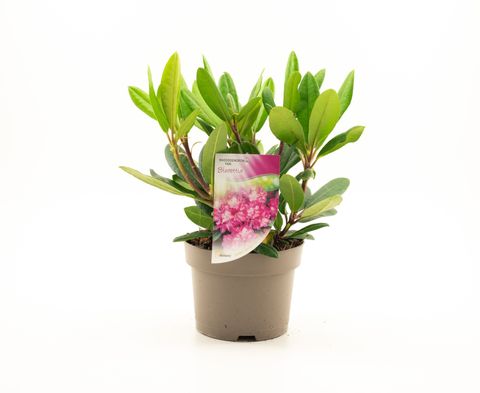 Rhododendron 'Blurettia'