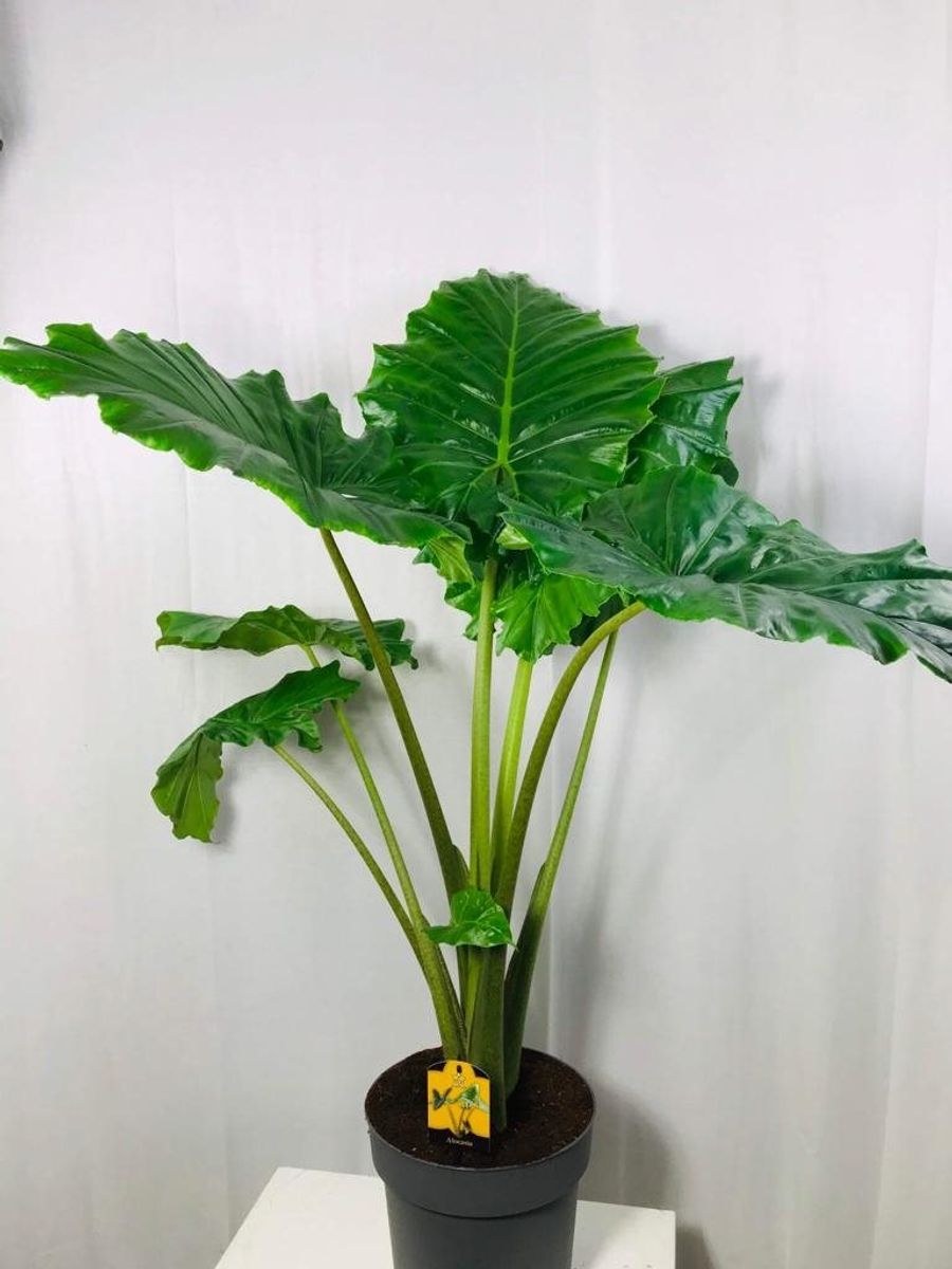 Alocasia 'Portodora' — Растения Оптовая FlorAccess