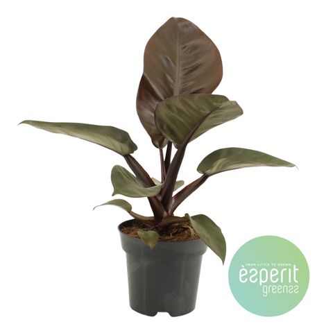 Philodendron BLACK CARDINAL