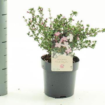 Serissa japonica 'Pink Mystic'