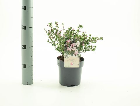 Serissa japonica 'Pink Mystic'