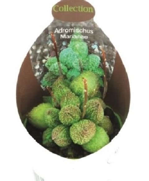 Adromischus marianae