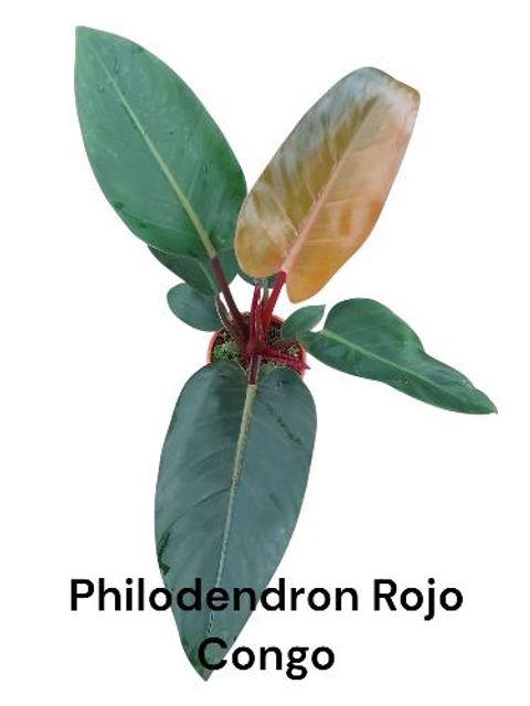 Filodendro 'Rojo Congo'