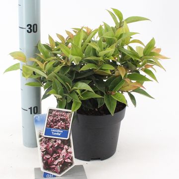 Leucothoe LOVITA