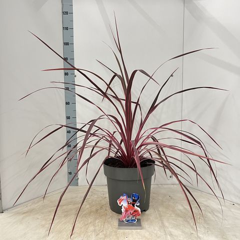 Cordyline 'Salsa'