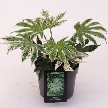 Fatsia japonica 'Spider's Web'