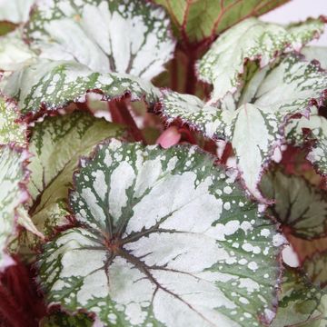 Begonia BELEAF ASIAN TUNDRA