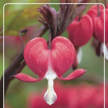 Dicentra spectabilis 'Valentine'