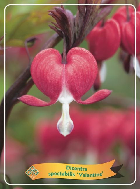 Dicentra spectabilis 'Valentine'