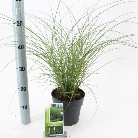 Miscanthus sinensis 'Gracillimus'