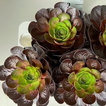 x Semponium 'Destiny'