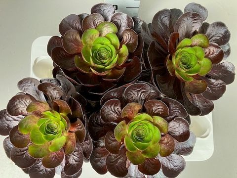 x Semponium 'Destiny'