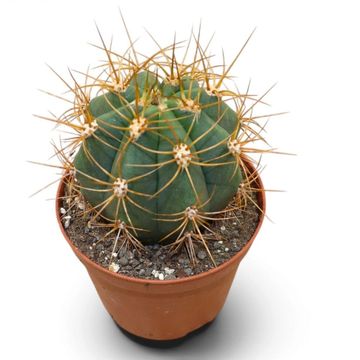 Trichocereus pasacana