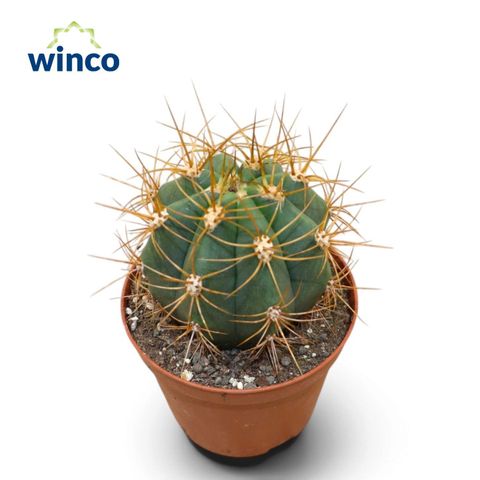 Trichocereus pasacana