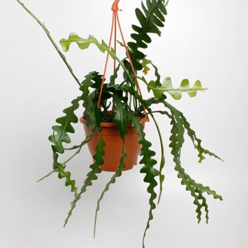 Epiphyllum anguliger