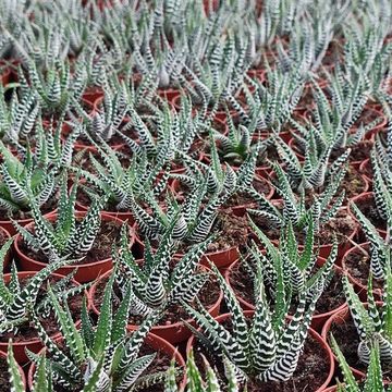 Haworthia attenuata 'Wide Zebra'
