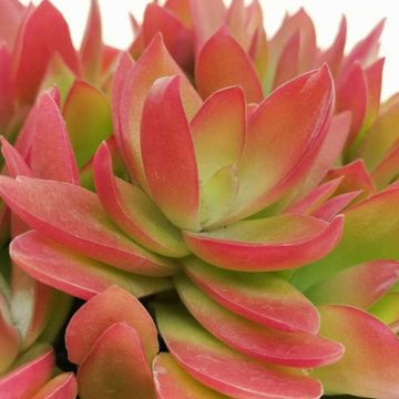 Crassula capitella 'Campfire'