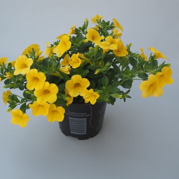 Calibrachoa MINIFAMOUS YELLOW