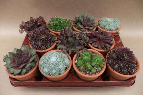 Sempervivum MIX