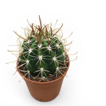 Coleocephalocereus goebelianus