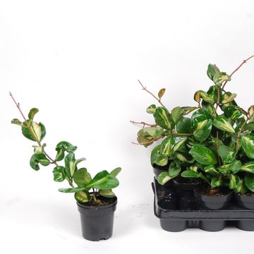 Hoya obovata 'Splash'