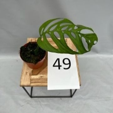 Monstera epipremnoides 'Esqueleto'