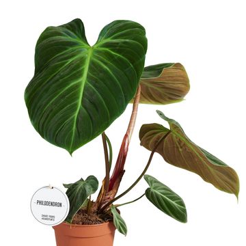 Philodendron 'El Choco Red'