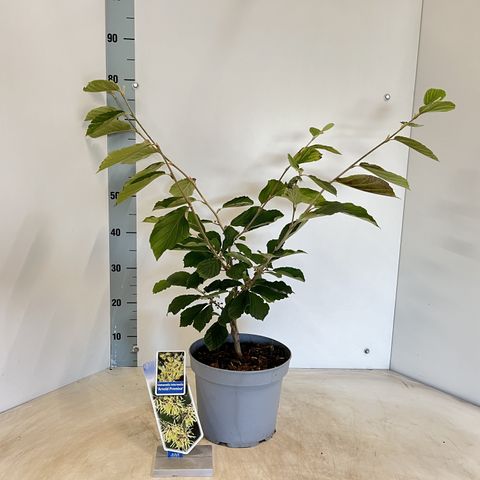 Hamamelis x intermedia 'Arnold Promise'