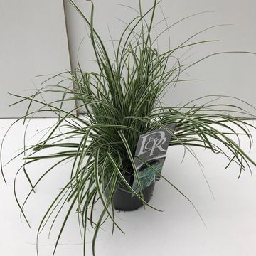 Carex oshimensis EVERCOLOR EVEREST