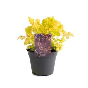 Heuchera INDIAN SUMMER LIME MARMELADE