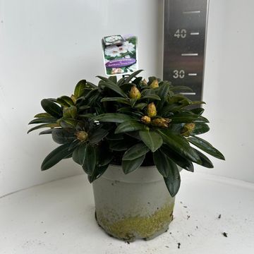 Rhododendron 'Bohlken's Snow Fire' (Y)