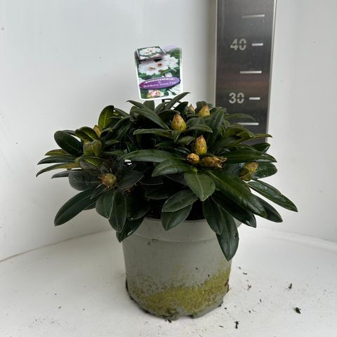 Rhododendron 'Bohlken's Snow Fire' (Y)