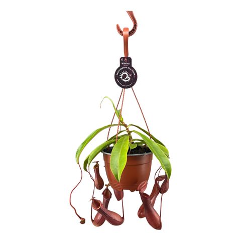 Nepenthes alata