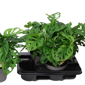 Monstera obliqua 'Monkey Leaf'