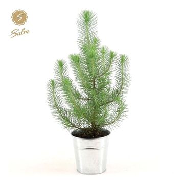 Pinus pinea 'Silver Crest'