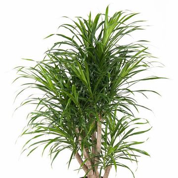 Dracaena reflexa 'Anita Variegata'
