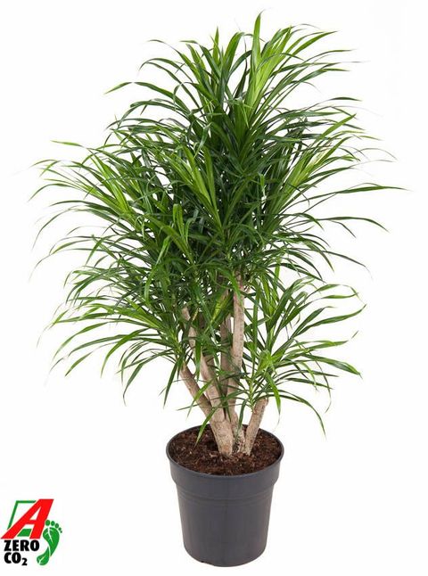 Dracaena reflexa 'Anita Variegata'