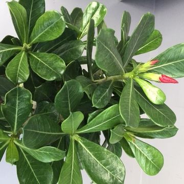 Adenium obesum