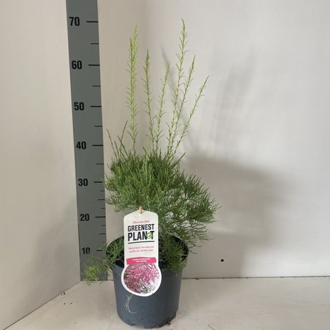 Tamarix ramosissima 'Pink Cascade'