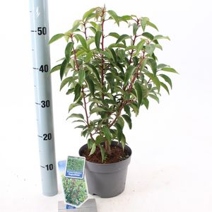 Prunus lusitanica 'Angustifolia' (About Plants Zundert BV)